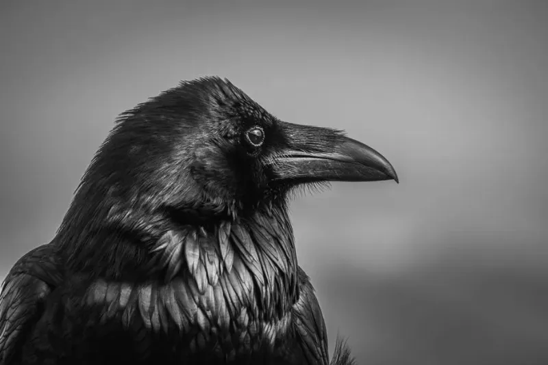 Matrices progresivas de Raven explicadas