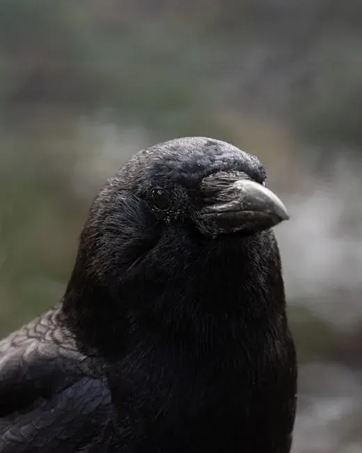 Matrices progresivas de Raven explicadas