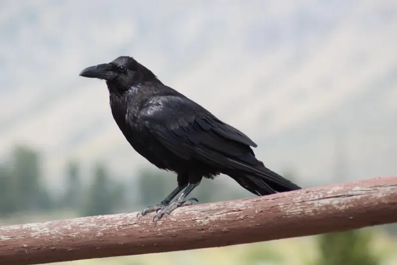Raven progressive matrices explained